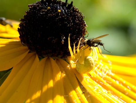 Krabbenspinne  Misumena vatia