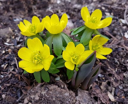 Winterling Eranthis hyemalis