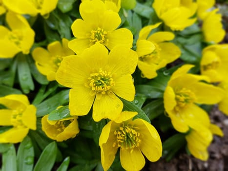 Winterling Eranthis hyemalis