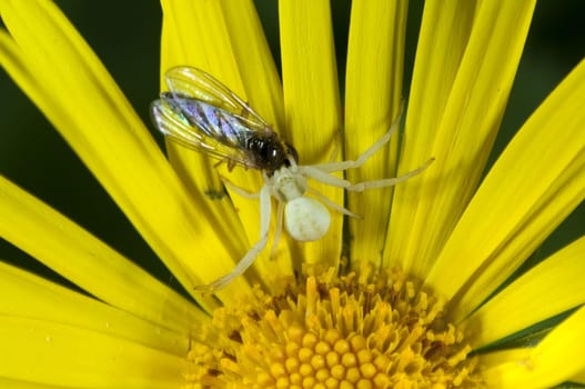 Krabbenspinne, Misumena, vatia, Veraenderliche, Krabbenspinne, passt sich der Pflanzenfarbe an, Mimikry, Nachahmer, Aehnlichkeit, Tarnung