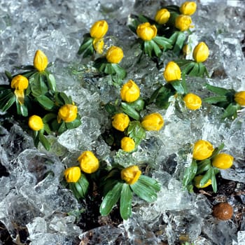 Winterling, Eranthis hyemalis