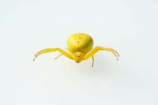 Krabbenspinne  Misumena vatia