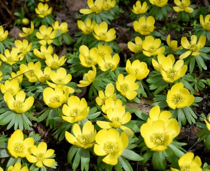 Winterling, Eranthis hyemalis, ist eine Blume die im Winter blueht und gelbe Blueten besitzt. Winterling, Eranthis hyemalis, is a flower that blooms in winter and has yellow flowers.