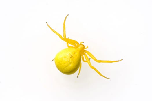 Krabbenspinne, Misumena, vatia, Veraenderliche, Krabbenspinne, passt sich der Pflanzenfarbe an, Mimikry, Nachahmer, Aehnlichkeit, Tarnung