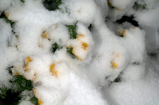 Winterling  Eranthis  hyemalis  Schnee