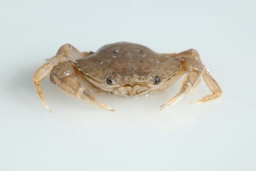 Krabbe, Brachyura, Kurzschwanzkrebs