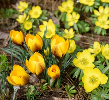 Krokus und Winterling sind Blumen die im Winter bluehen. Crocus and winter aconite are flowers that bloom in winter.