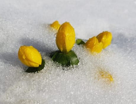 Winterling, Eranthis, hyemalis