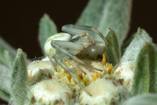 Krabbenspinne, Misumena, vatia