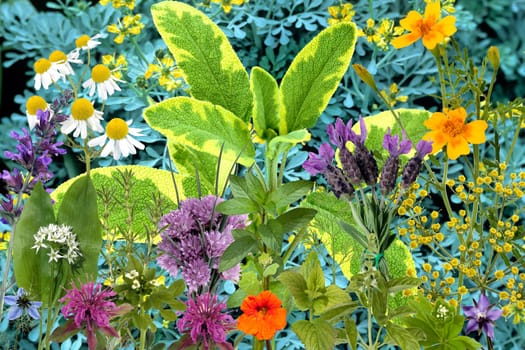 Heilpflanzenarrangement, Kraeuterbilder