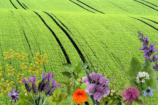 Heilpflanzenarrangement, Kraeuterbilder