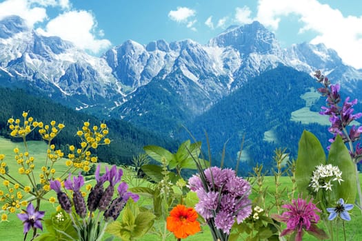 Kraeuterbilderarrangement, Kraeuter, Bilder