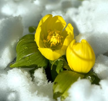Winterling  Eranthis hyemalis