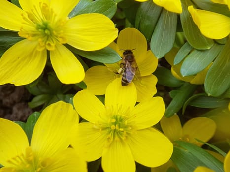 Winterling  Eranthis  hyemalis