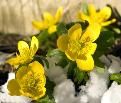 Winterling  Eranthis hyemalis