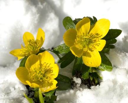 Winterling  Eranthis hyemalis