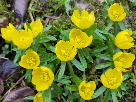 Winterling, Eranthis, hyemalis
