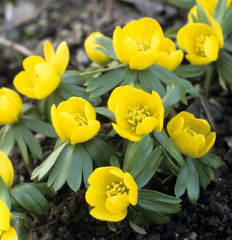 Winterling, Eranthis, hyemalis