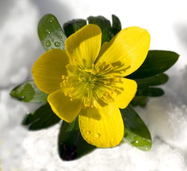 Winterling  Eranthis hyemalis
