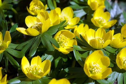 Winterling  Eranthis  hyemalis