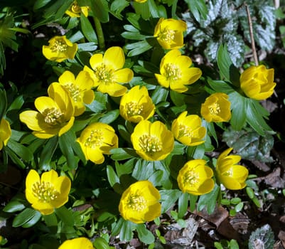 Winterling  Eranthis  hyemalis