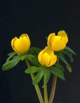 Winterling  Eranthis  hyemalis