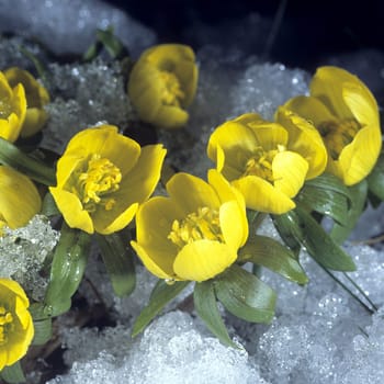 Winterling  Eranthis hyemalis