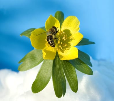 Biene, Winterling, Eranthis, hyemalis