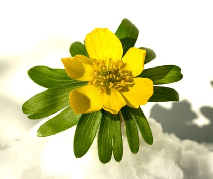 Winterling  Eranthis hyemalis