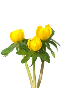 Winterling  Eranthis  hyemalis