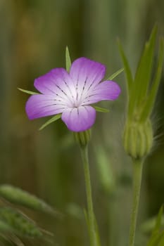 Kornrade, Agrostemma githago