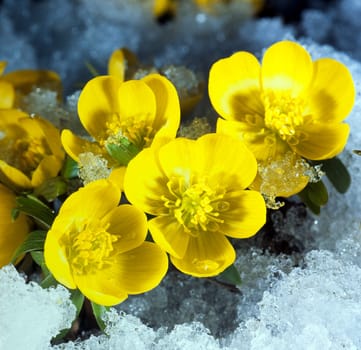 Winterling, Eranthis, hyemalis, -