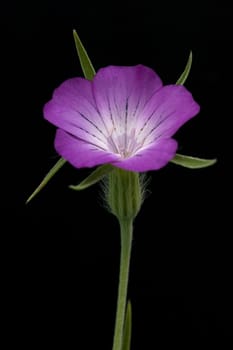 Kornrade, Agrostemma githago