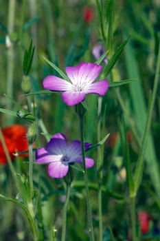 Kornrade  Agrostemma githago