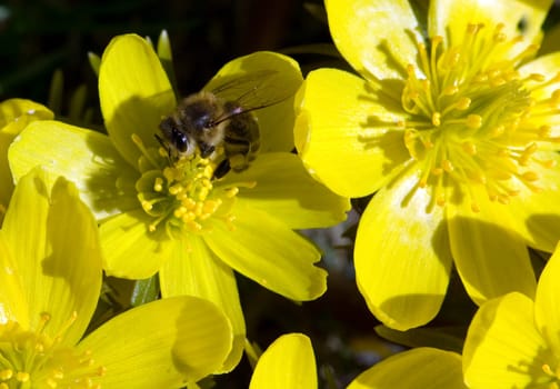 Winterling  Eranthis hyemalis
