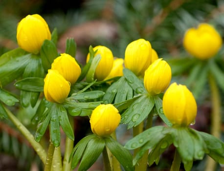 Winterling, Eranthis, hyemalis