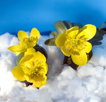 Winterling, Eranthis, hyemalis, -