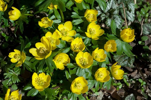 Winterling  Eranthis  hyemalis