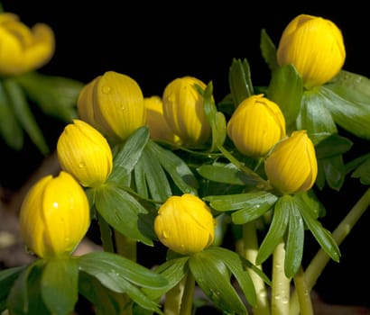 Winterling, Eranthis, hyemalis
