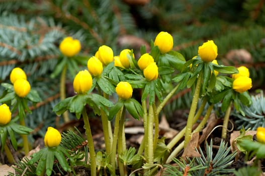 Winterling, Eranthis, hyemalis