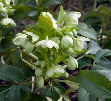 Korsische Nieswurz  Christrose  Helleborus argutifolius