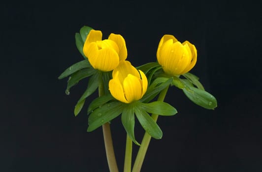 Winterling  Eranthis  hyemalis