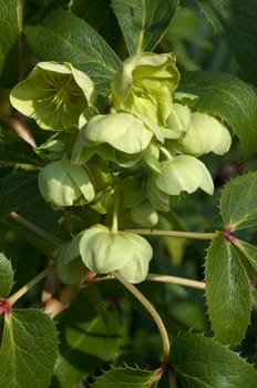 Korsische  Nieswurz  Helleborus  argutifolius