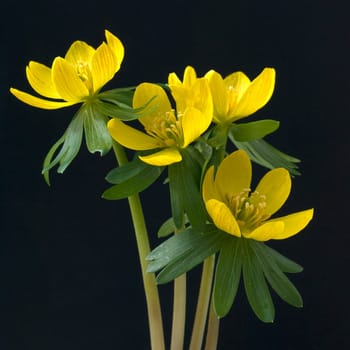 Winterling  Eranthis  hyemalis