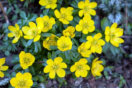 Winterling  Eranthis  hyemalis