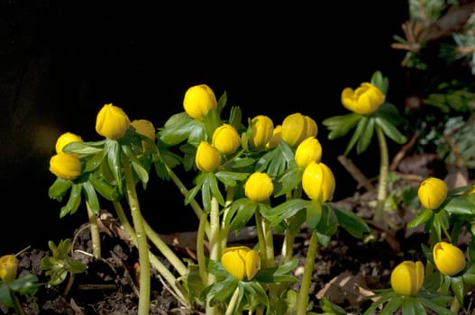 Winterling, Eranthis, hyemalis