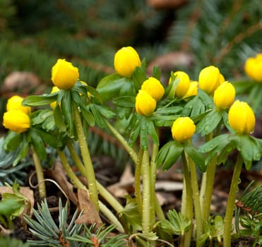 Winterling, Eranthis, hyemalis