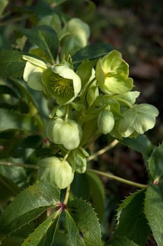 Korsische  Nieswurz  Helleborus  argutifolius