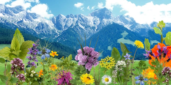 Kraeuterbilderarrangement, Kraeuter, Bilder