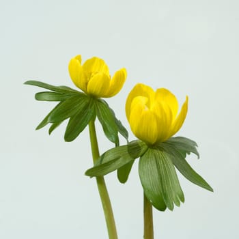 Winterling, Eranthis, hyemalis, -